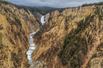 Picture of YELLOWSTONE GRAND CANYON - LOWER FALLS