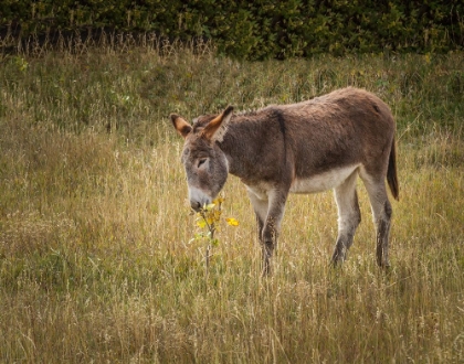 Picture of YOUNG BURRO