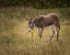 Picture of YOUNG BURRO