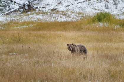 Picture of YOUNG GRIZZLY IN YELLOWSTONE