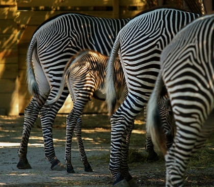 Picture of ZEBRA BOTTOMS