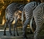 Picture of ZEBRA BOTTOMS