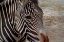 Picture of ZEBRA