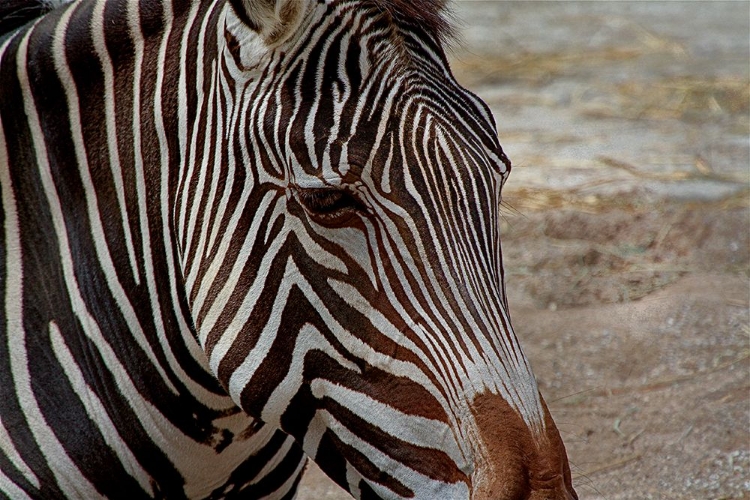 Picture of ZEBRA