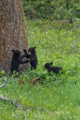 Picture of 3 BLACK BEAR CUBS (YNP)