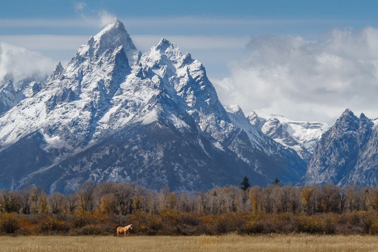 Picture of A HORSE IN FRONT OF THE GRAND TETON