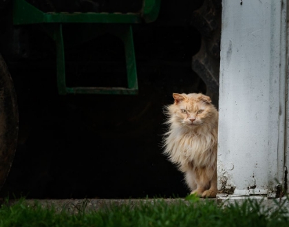 Picture of BARN CAT 2