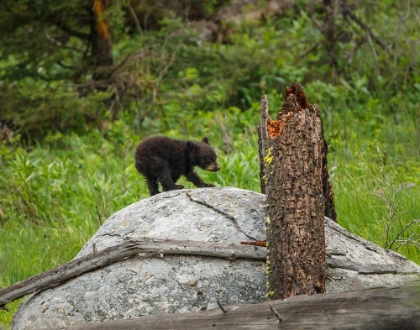 Picture of BEAR CUB ON ROCK