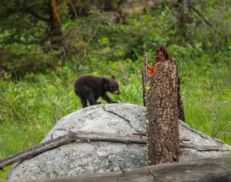 Picture of BEAR CUB ON ROCK