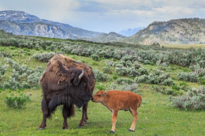 Picture of BISON AND CALF (YNP)