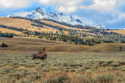 Picture of BISON BY ELECTRIC PEAK (YNP)