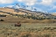 Picture of BISON BY ELECTRIC PEAK (YNP)