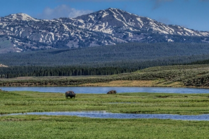 Picture of BISON BY RIVER