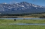 Picture of BISON BY RIVER