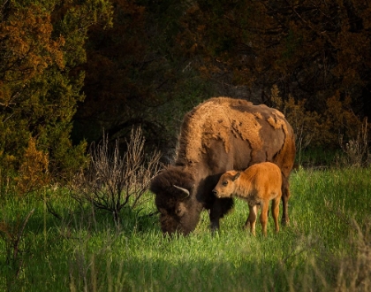 Picture of BISON COW AND CALF