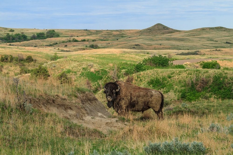 Picture of BISON IN NORTH DAKOTA LANDSCAPE