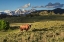Picture of BISON IN YELLOWSTONE