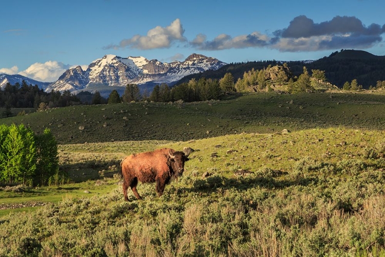 Picture of BISON IN YELLOWSTONE