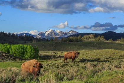 Picture of BISON WITH MOUNTAINS (YNP)