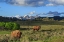 Picture of BISON WITH MOUNTAINS (YNP)