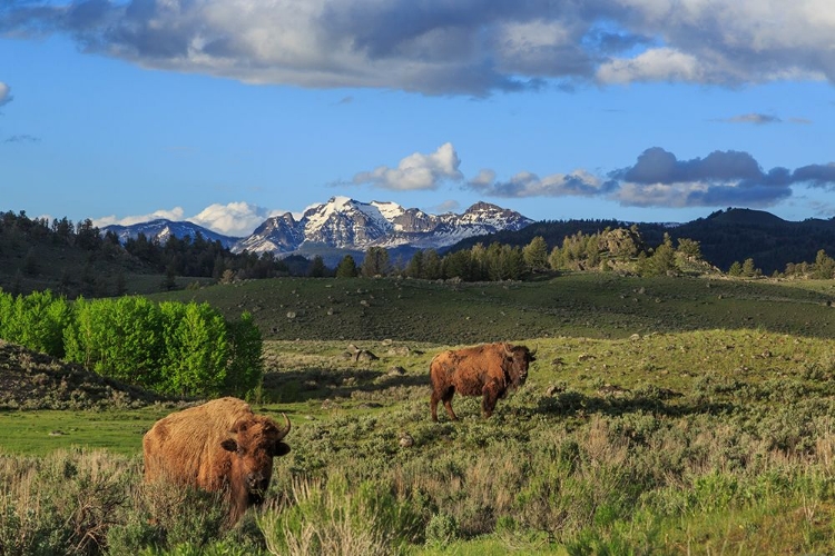 Picture of BISON WITH MOUNTAINS (YNP)