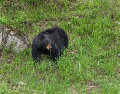 Picture of BLACK BEAR (YNP)