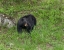 Picture of BLACK BEAR (YNP)