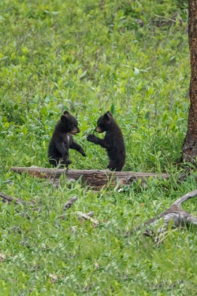 Picture of BLACK BEAR CUBS (YNP)