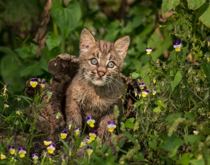 Picture of BOBCAT KITTEN IN WILDFLOWERS