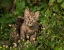 Picture of BOBCAT KITTEN IN WILDFLOWERS