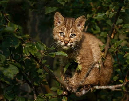 Picture of BOBCAT KITTEN ON BRANCH