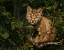 Picture of BOBCAT KITTEN ON BRANCH