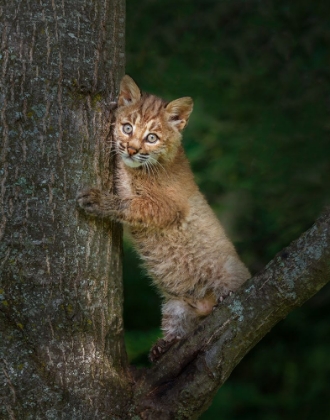 Picture of BOBCAT KITTEN POSES AGAINST TREE TRUNK