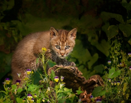 Picture of BOBCAT KITTEN POSES ON LOG