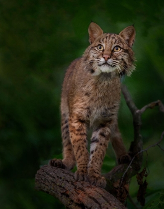 Picture of BOBCAT POSES ON TREE BRANCH 1