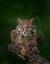 Picture of BOBCAT POSES ON TREE BRANCH 2