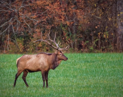 Picture of BULL ELK (GSMNP)