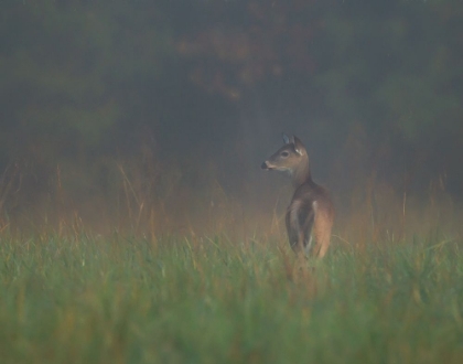 Picture of CADES COVE DOE