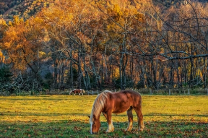 Picture of CADES COVE HORSES AT SUNSET