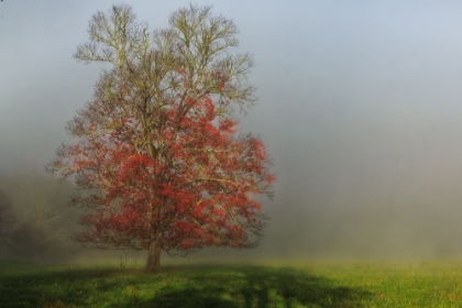 Picture of CADES COVE TREE
