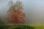 Picture of CADES COVE TREE