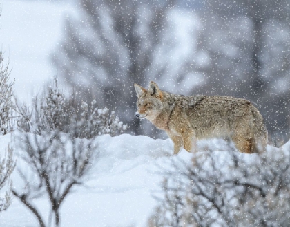 Picture of COYOTE IN SNOW