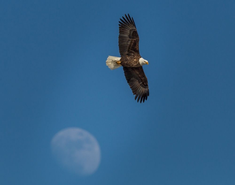 Picture of EAGLE AND MOON