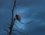 Picture of EAGLE IN (YNP)
