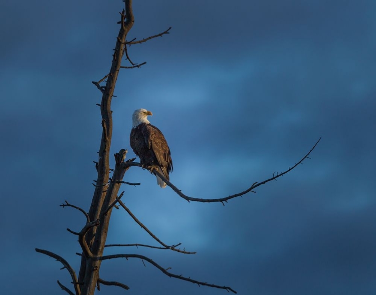 Picture of EAGLE IN (YNP)