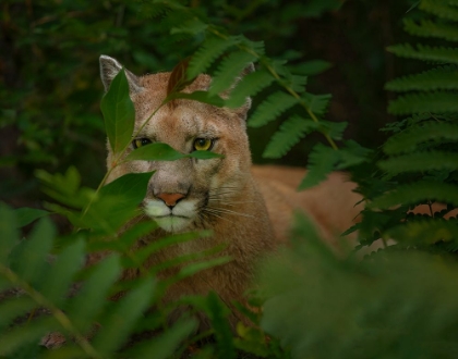 Picture of EYES OF THE FOREST GHOST