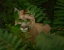 Picture of EYES OF THE FOREST GHOST