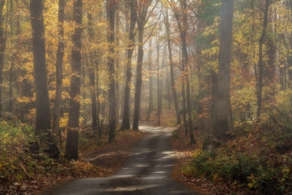 Picture of FOGGY FOREST