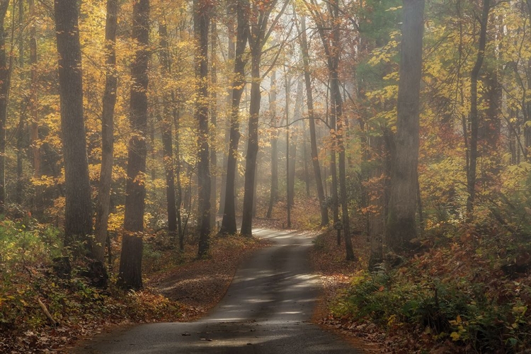 Picture of FOGGY FOREST