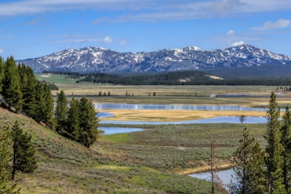 Picture of HAYDEN VALLEY (YNP)